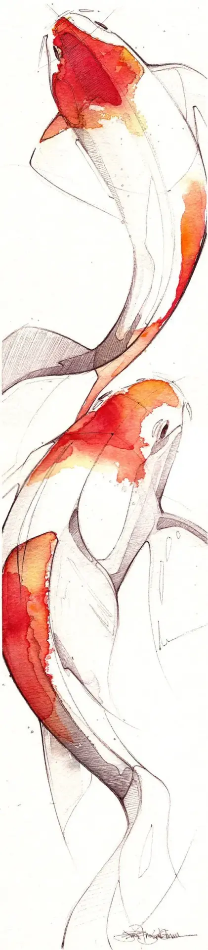 Bdw illustration animal koi jennifer kraska