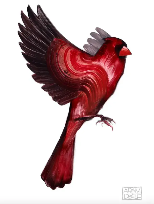 Bdw illustration cardinal rouge adam s doyle
