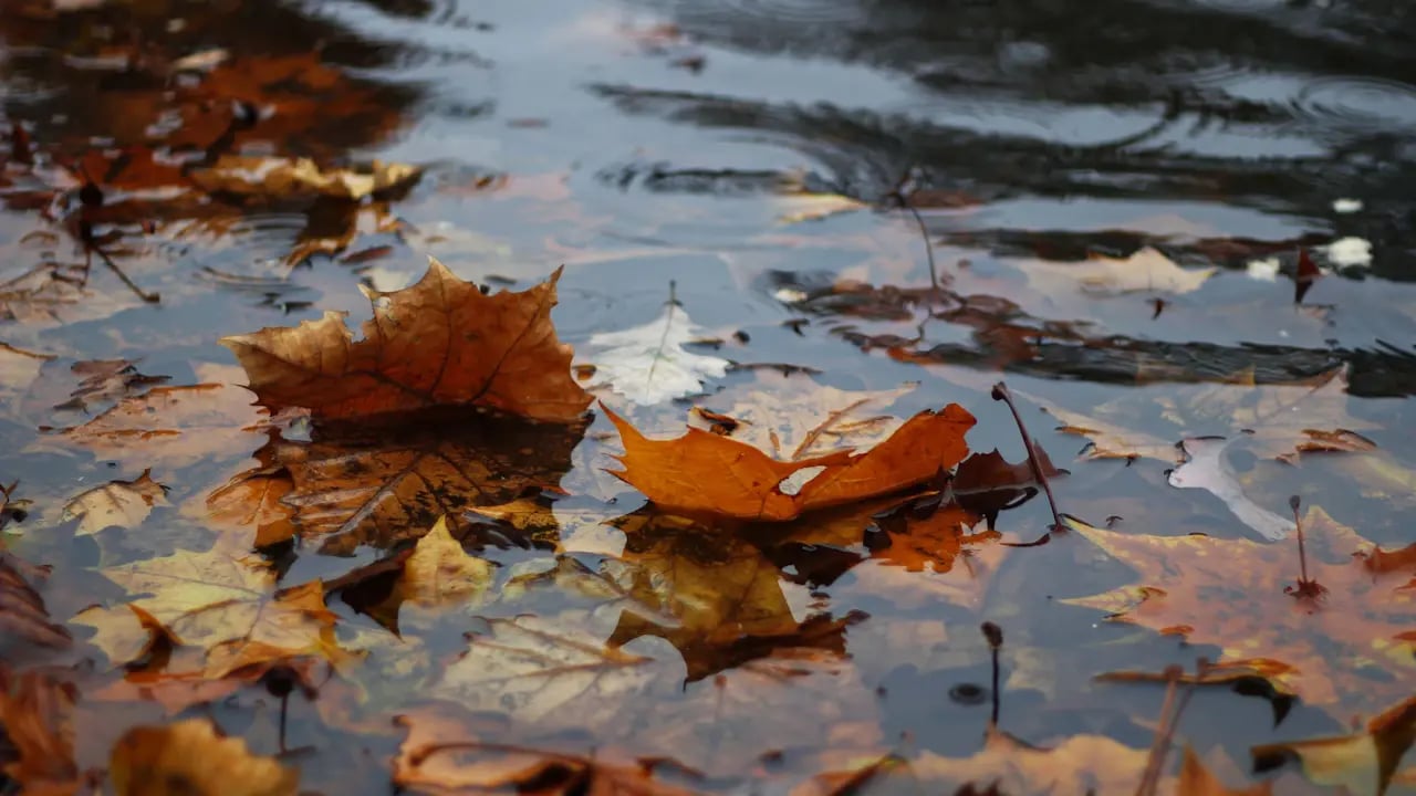 Fond d’écran automne PC : feuilles sur l’eau
