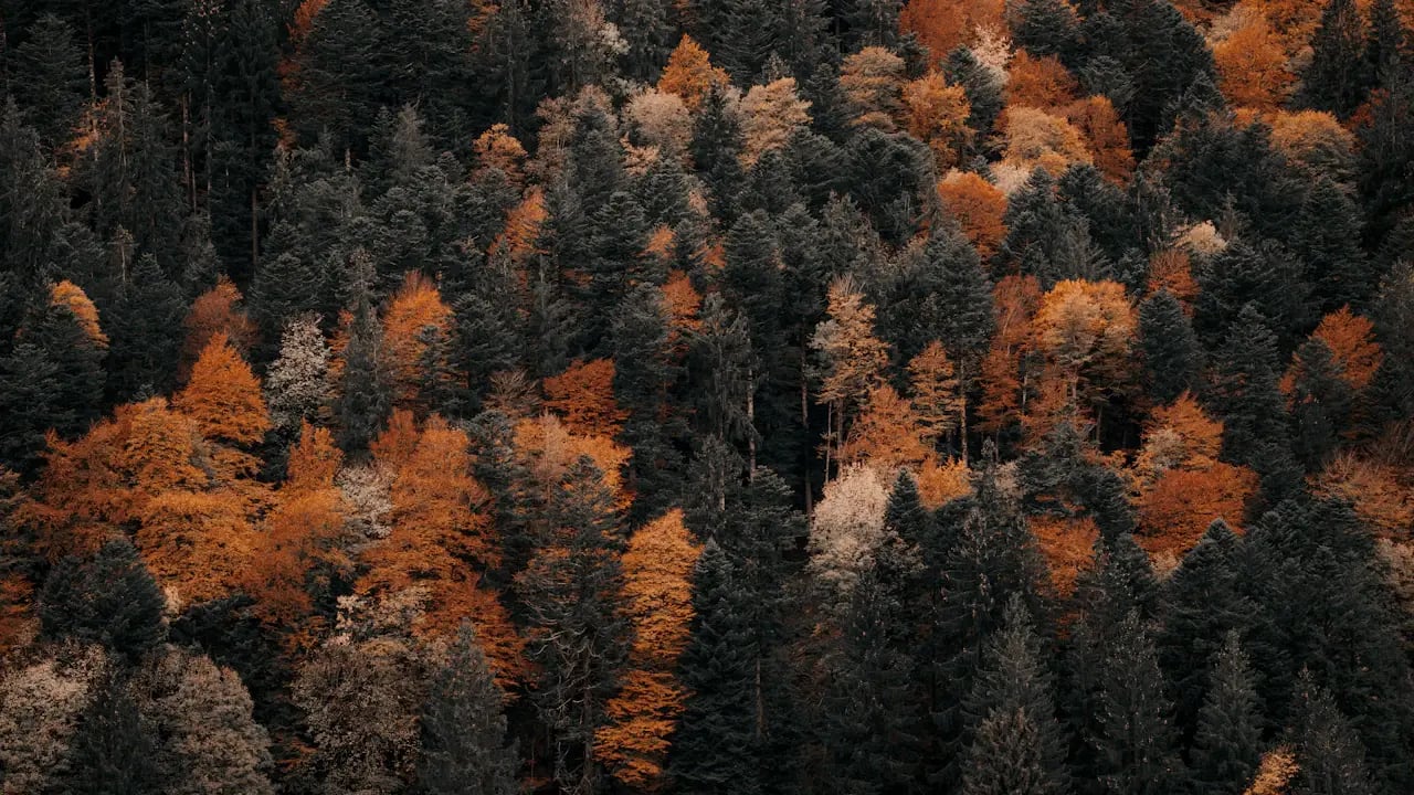 Fond d’écran automne PC : forêt vue du ciel