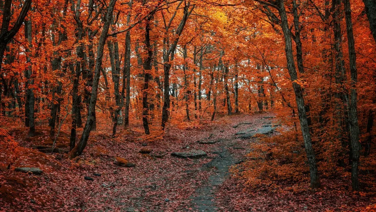 Fond d’écran automne PC : sous-bois flamboyant