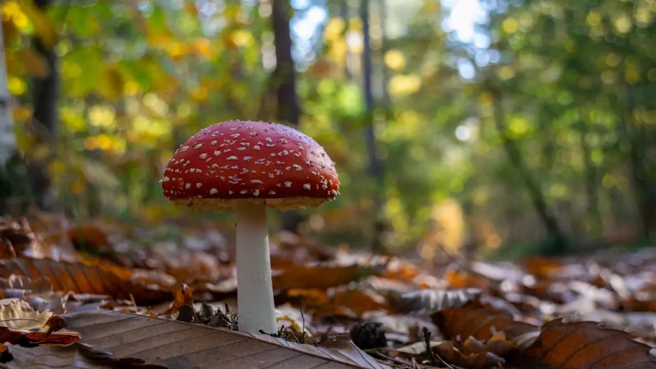 Fond d’écran automne PC : champignon sur les feuilles
