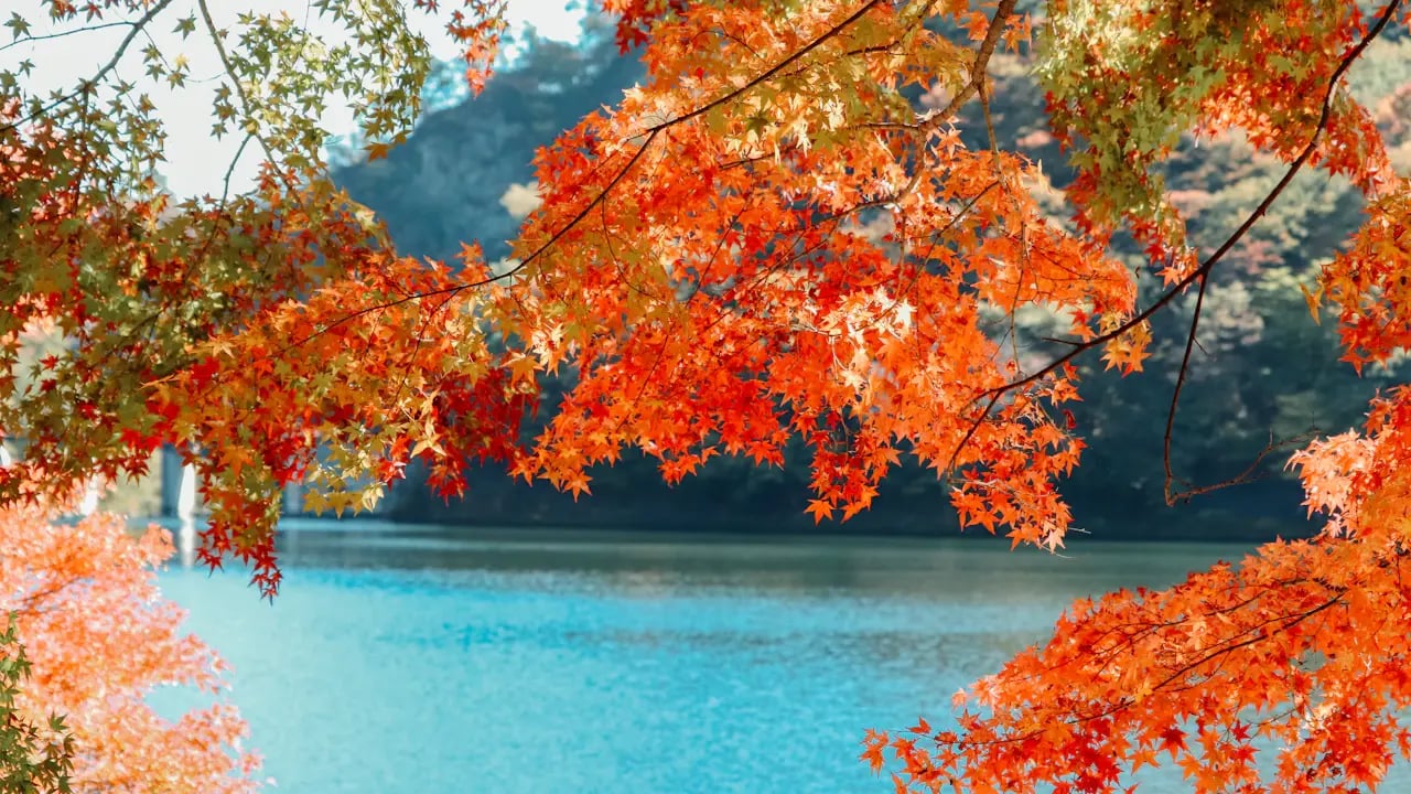 Fond d’écran automne PC : érable au-dessus d’un lac turquoise