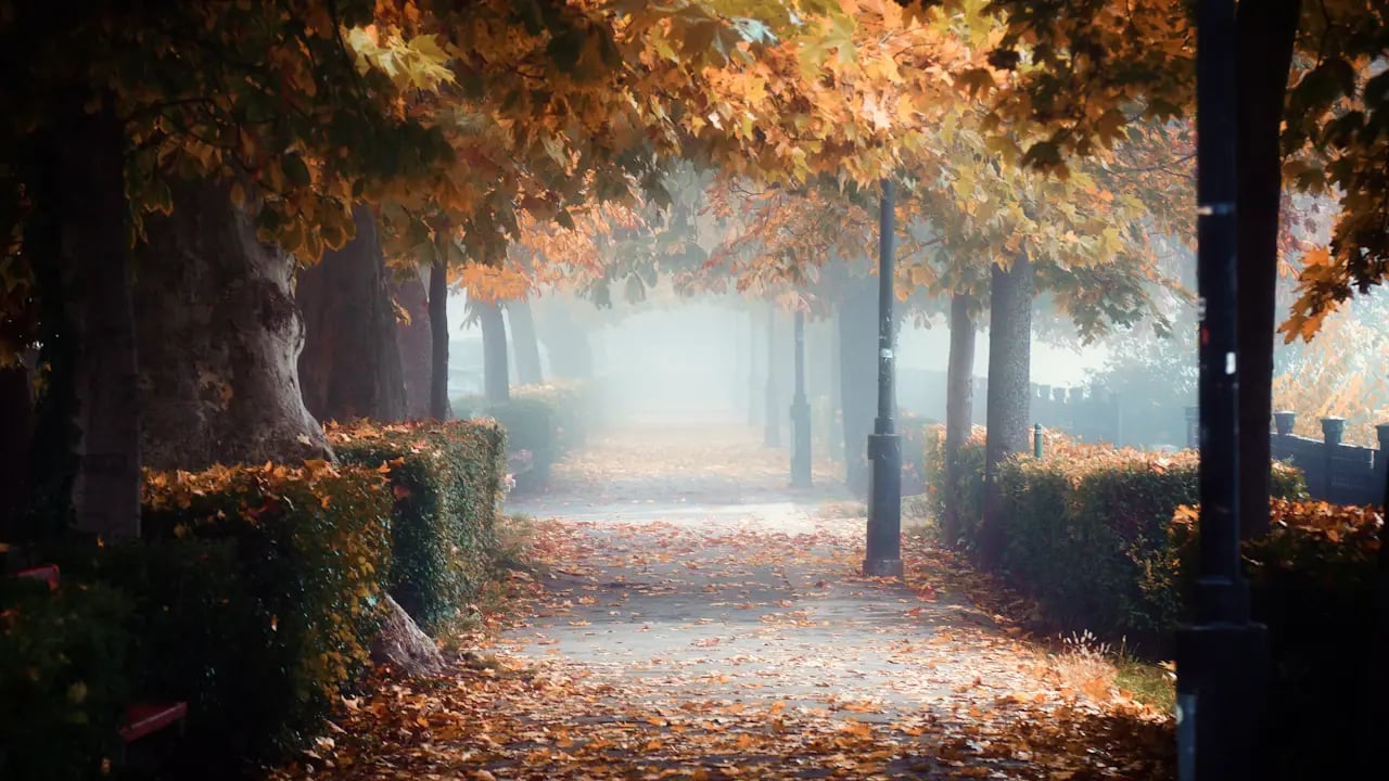 Fond d’écran automne PC : allée dans le brouillard