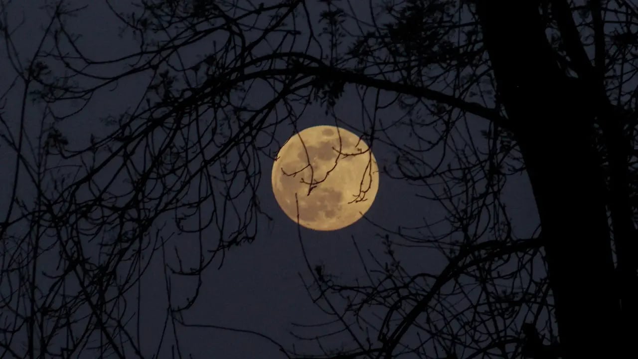 Fond d’écran Halloween PC : lune derrière les arbres nus