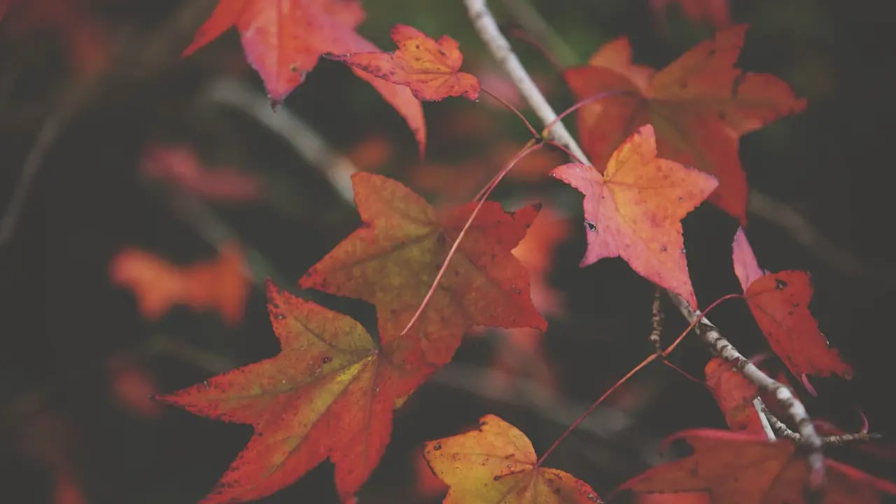 Fond d’écran automne PC : branches d’érable