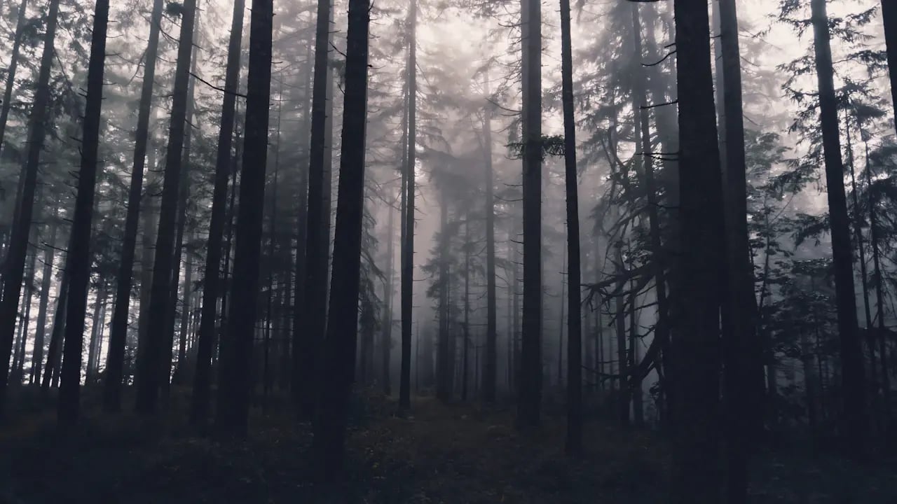 Fond d’écran Halloween PC : forêt de pins noirs