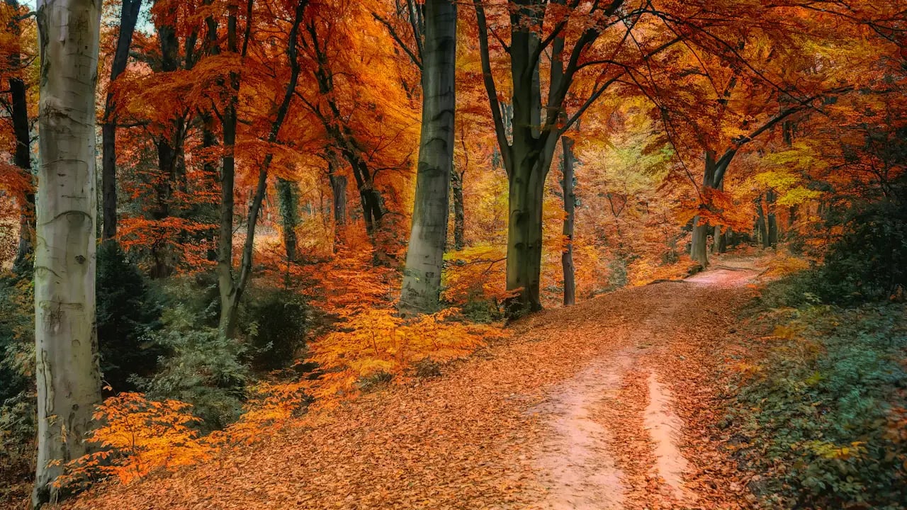 Fond d’écran automne PC : chemin forestier doré