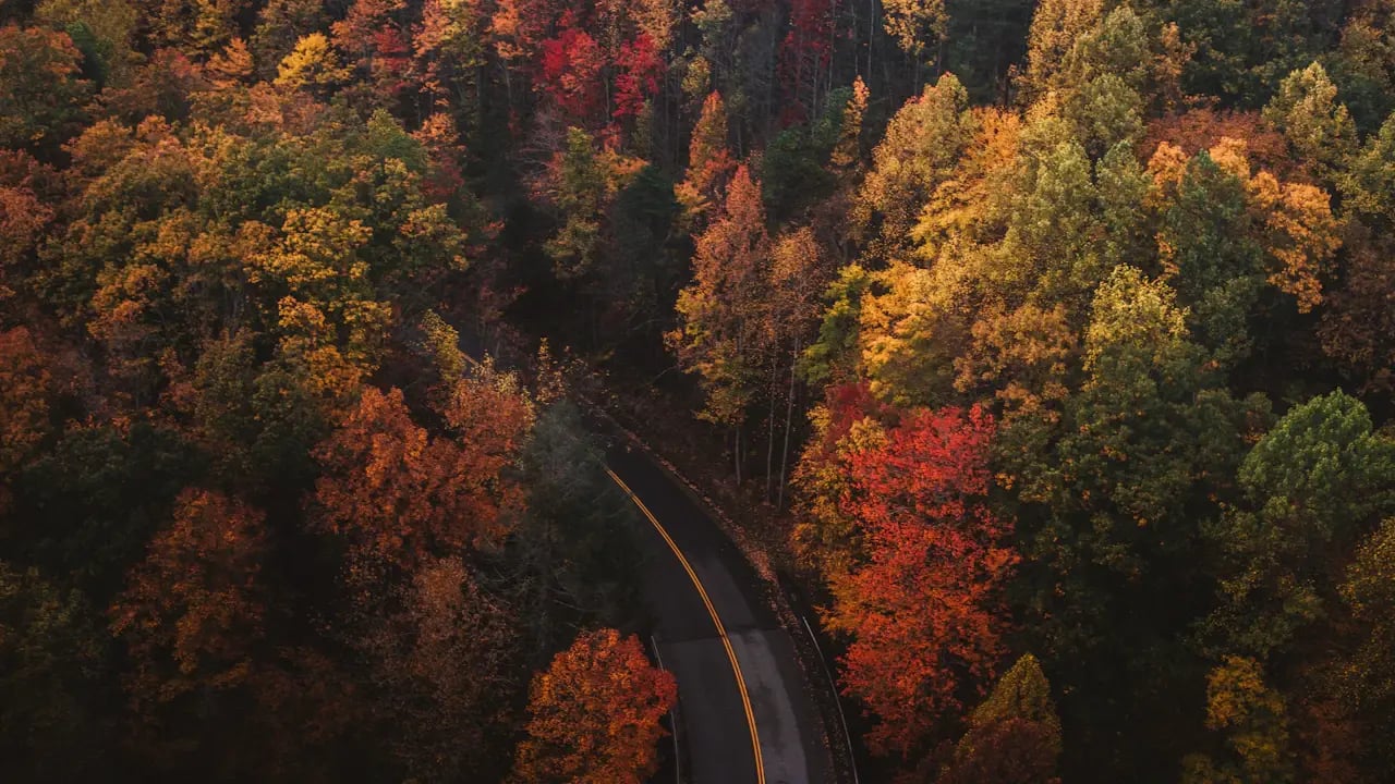 Fond d’écran automne PC : route sinueuse dans la forêt