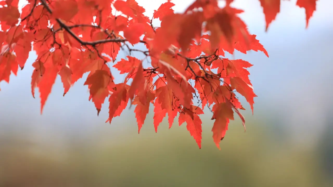 Fond d’écran automne PC : érable rouge