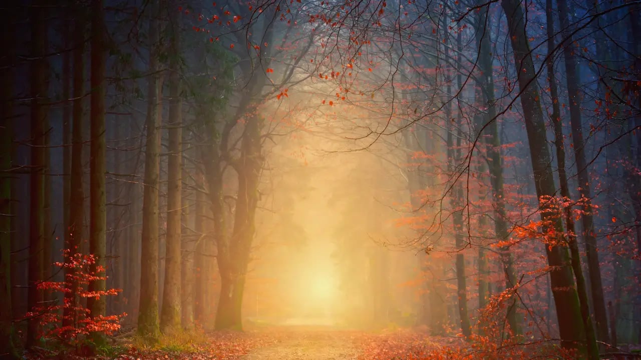 Fond d’écran automne PC : forêt dans la brume