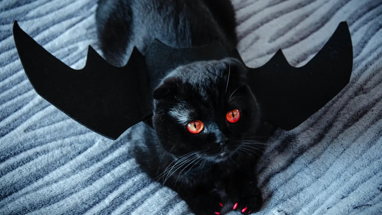 Fond d’écran Halloween PC : chat noir en chauve-souris