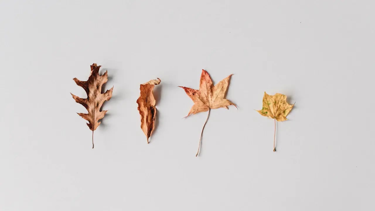 Fond d’écran automne PC : quatre feuilles sur fond blanc