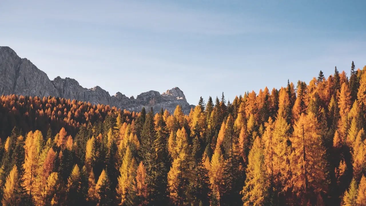 Fond d’écran automne PC : mélèzes au pied des sommets