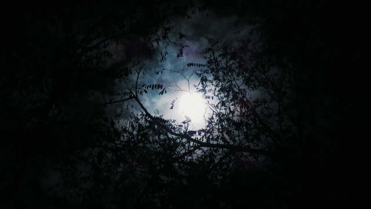 Fond d’écran Halloween PC : lune à travers les branches