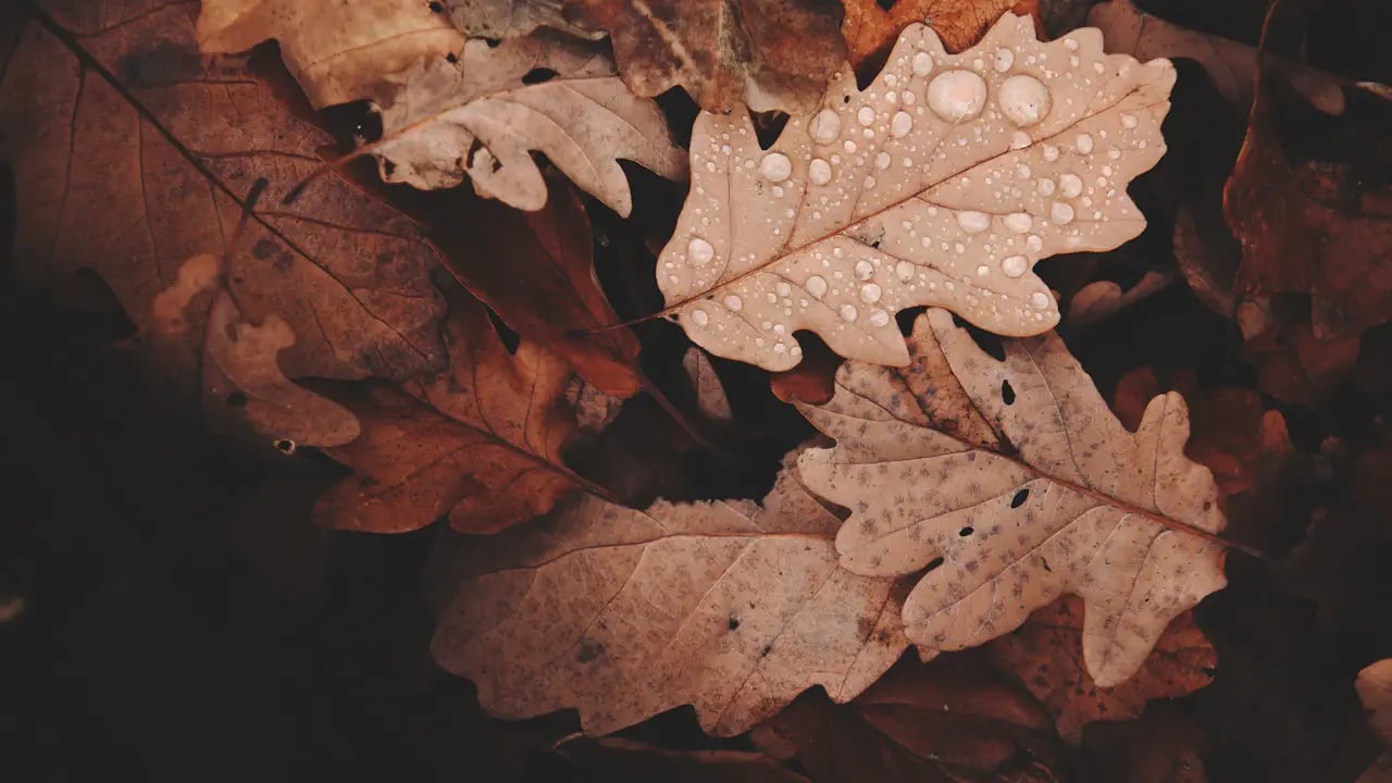Fond d’écran automne PC : feuilles de chêne après la pluie