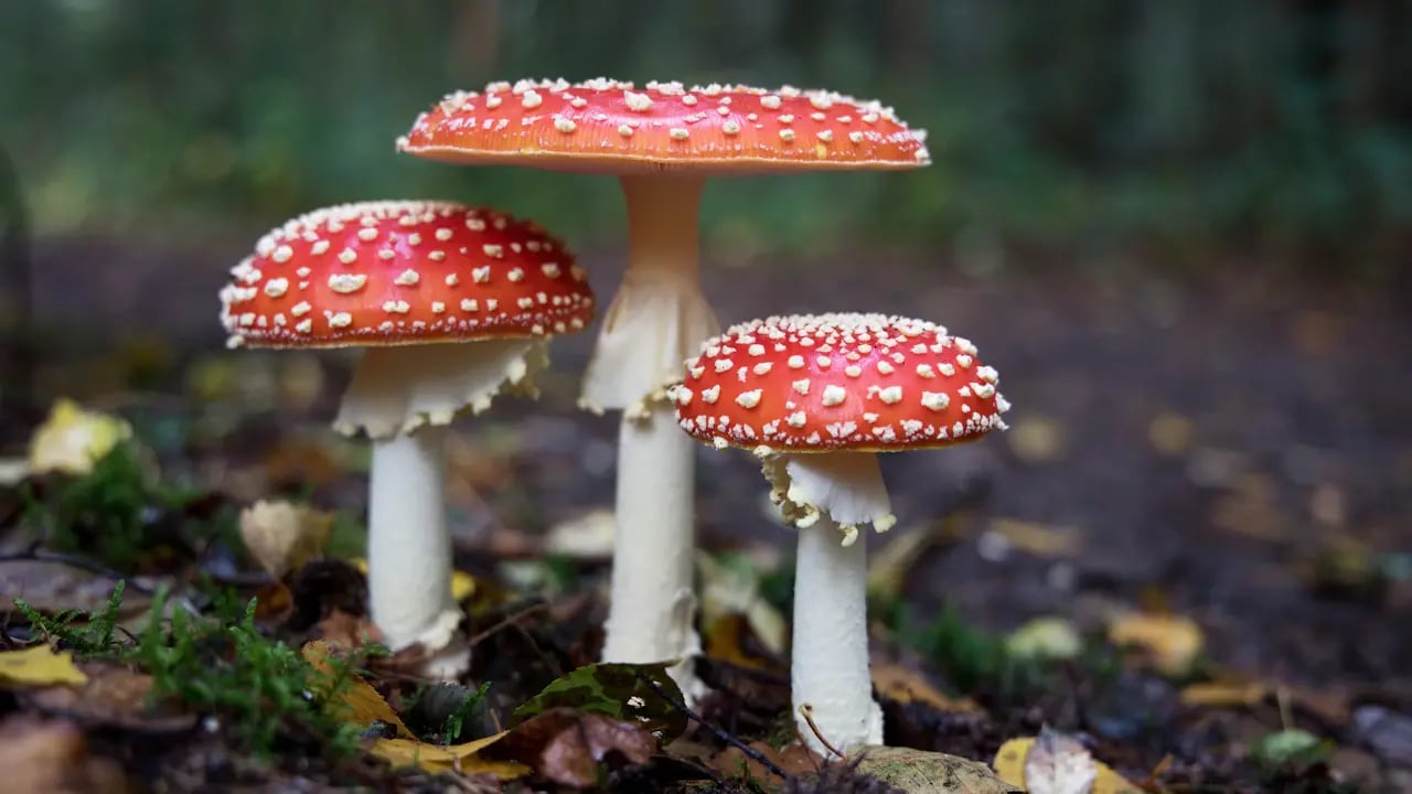 Fond d’écran automne PC : amanites en sous-bois