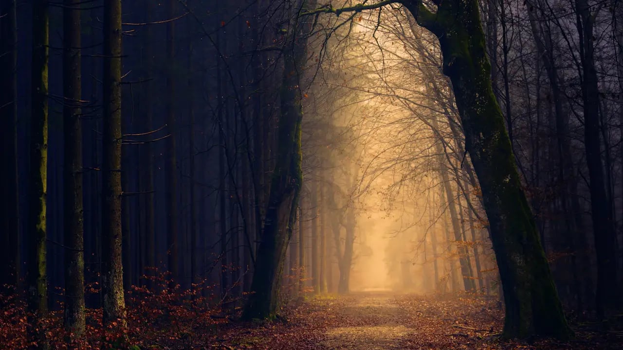 Fond d’écran Halloween PC : sentier dans la forêt sombre