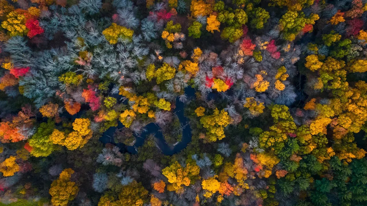 Fond d’écran automne PC : rivière dans les arbres