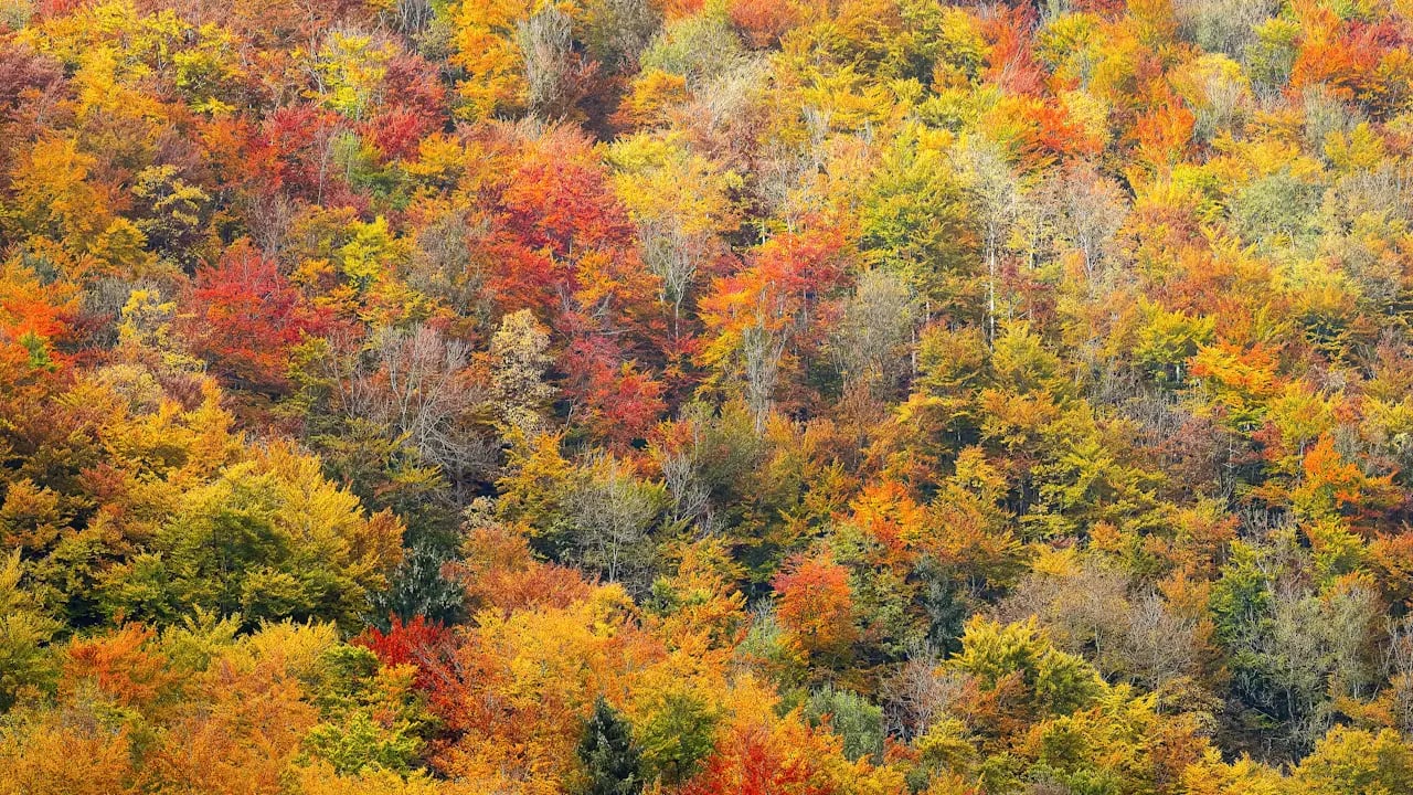Fond d’écran automne PC : mosaïque de couleurs