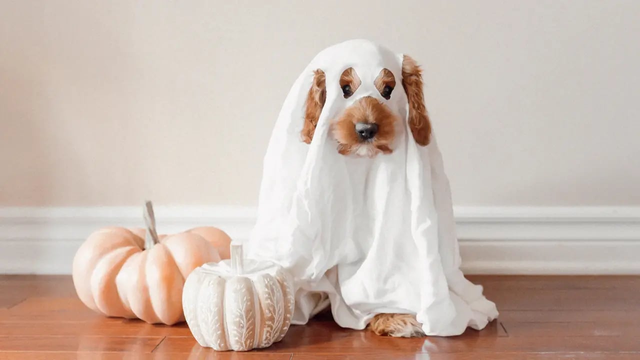Fond d’écran Halloween PC : chien déguisé en fantôme