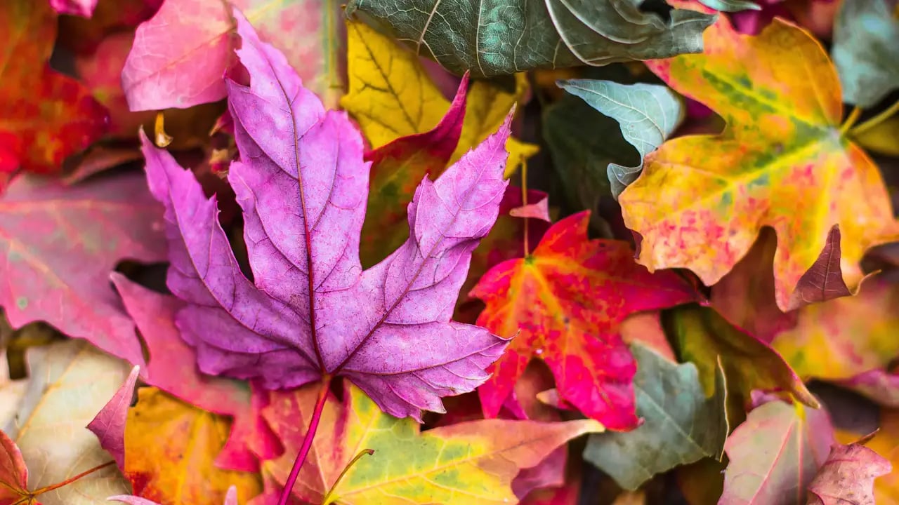 Fond d’écran automne PC : feuilles multicolores