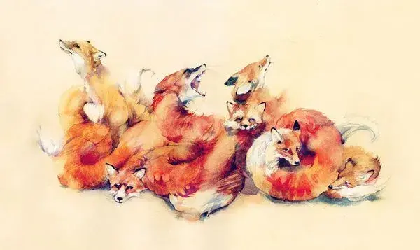 Fox