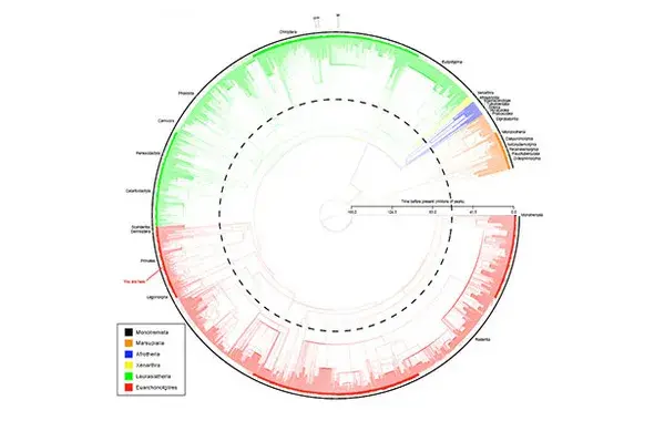 Mammal supertree