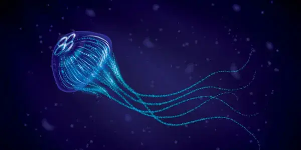 Meduse avec pinceaux dans adobe