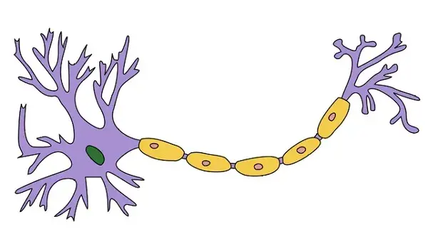 Neurone biologique