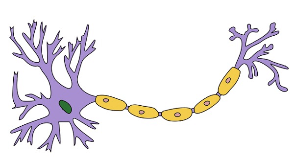 Les réseaux neuronaux : quand la nature inspire la technologie